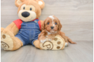 Cute Cavapoo Baby