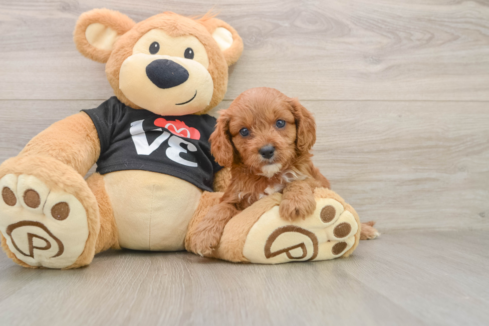 Cavapoo Pup Being Cute
