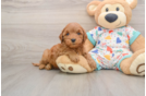 Little Cavipoo Poodle Mix Puppy