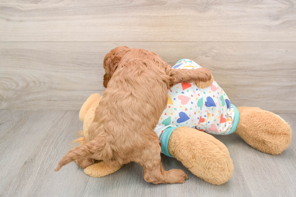 Energetic Cavoodle Poodle Mix Puppy