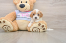 Playful Cavapoodle Poodle Mix Puppy