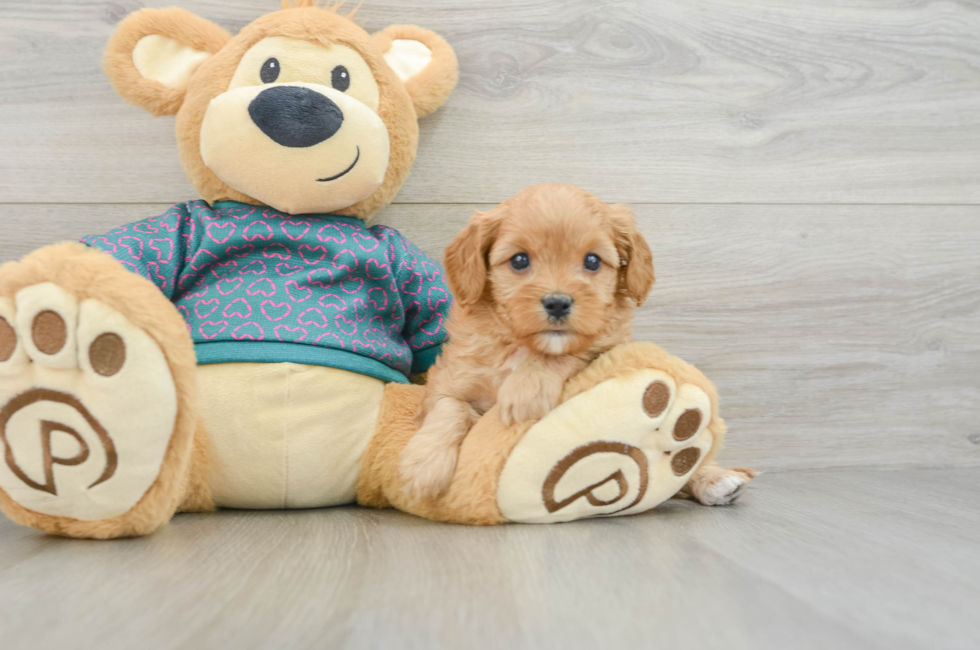 6 week old Cavapoo Puppy For Sale - Pilesgrove Pups