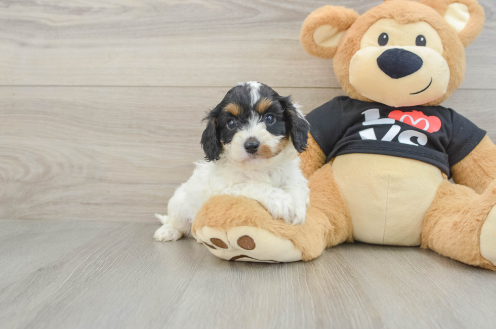 7 week old Cavapoo Puppy For Sale - Pilesgrove Pups