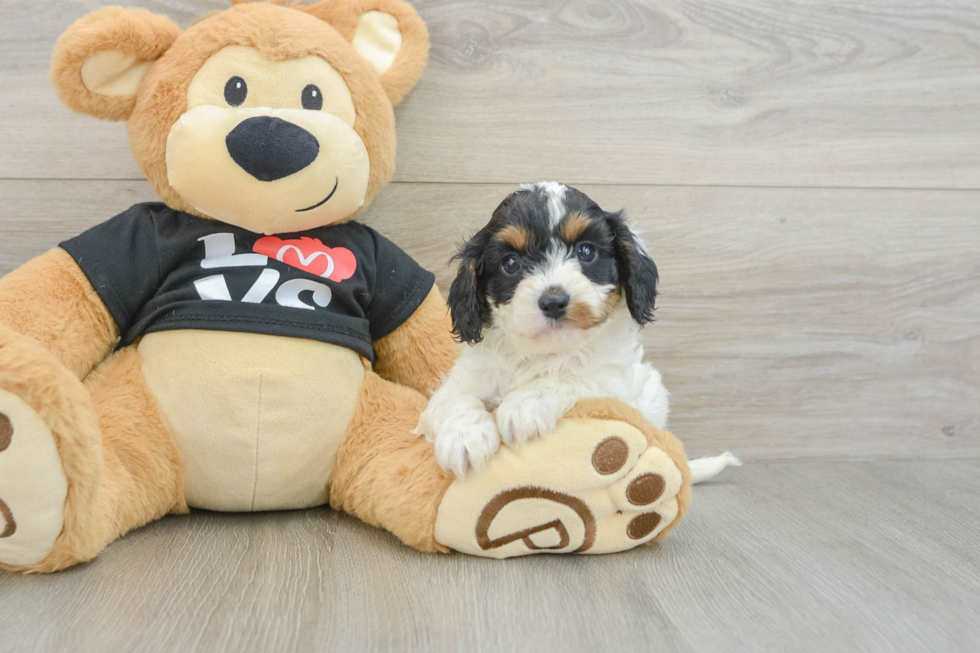 Little Cavipoo Poodle Mix Puppy