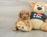9 week old Cavapoo Puppy For Sale - Pilesgrove Pups