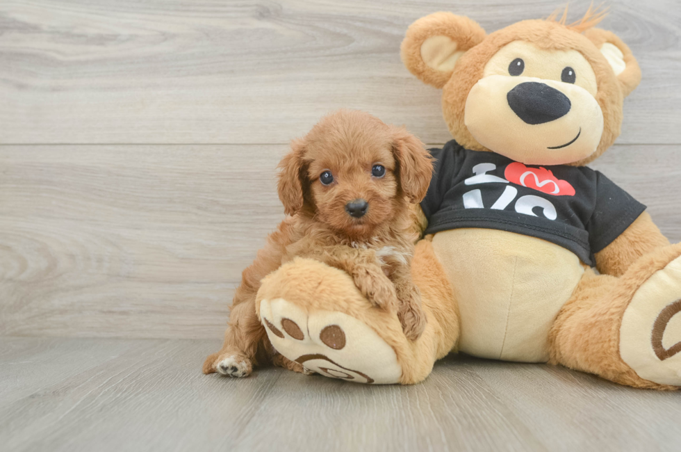 7 week old Cavapoo Puppy For Sale - Pilesgrove Pups