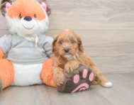 8 week old Cavapoo Puppy For Sale - Pilesgrove Pups