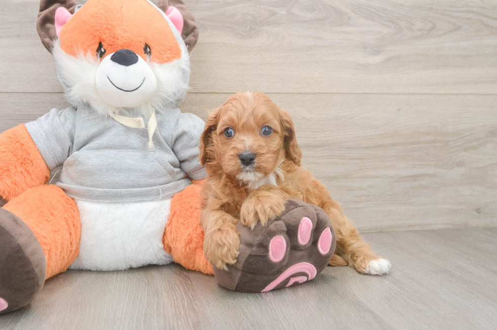 6 week old Cavapoo Puppy For Sale - Pilesgrove Pups