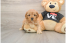 Sweet Cavapoo Baby