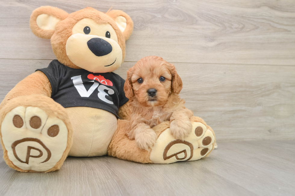 Cavapoo Puppy for Adoption