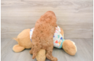 Cute Cavapoo Baby