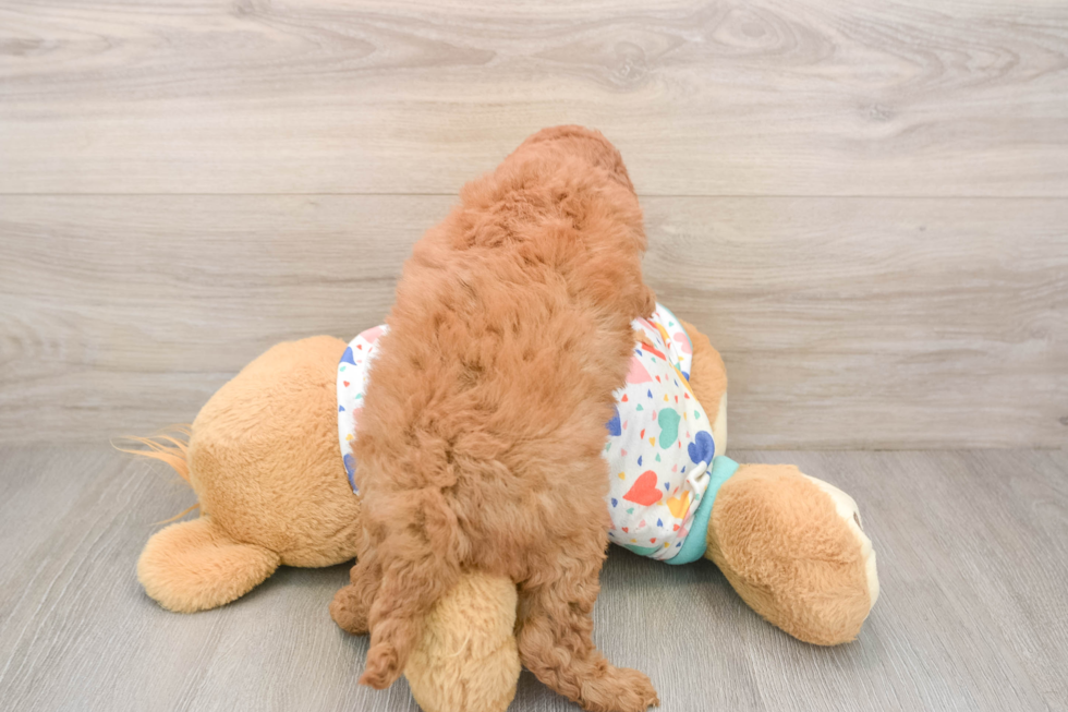 Cute Cavapoo Baby
