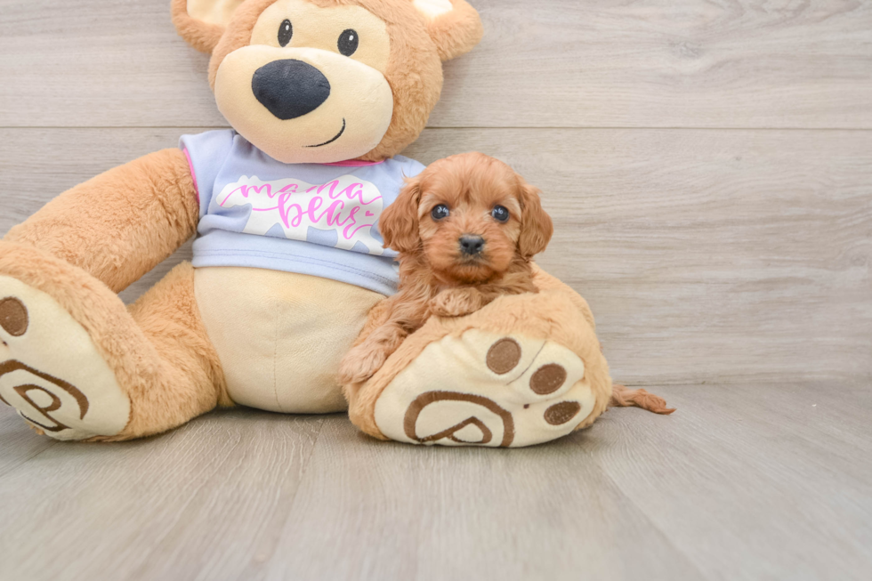 Best Cavapoo Baby