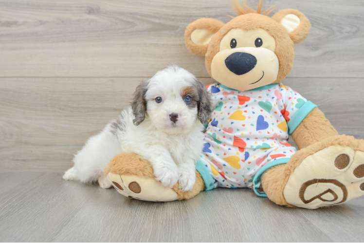 Funny Cavapoo Poodle Mix Pup