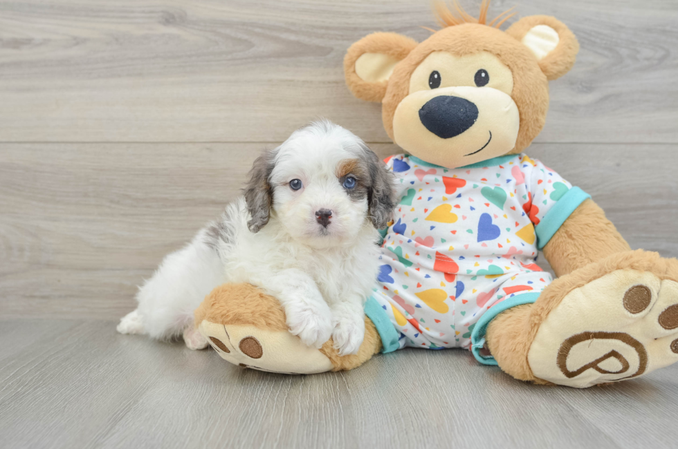 6 week old Cavapoo Puppy For Sale - Pilesgrove Pups