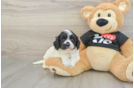 Cavapoo Puppy for Adoption
