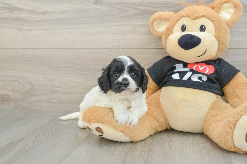 Cavapoo Puppy for Adoption