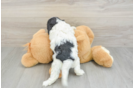 Cavapoo Puppy for Adoption