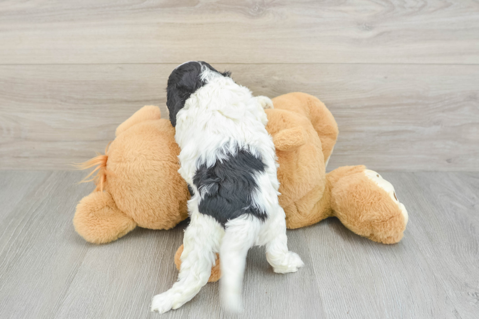 Cavapoo Puppy for Adoption