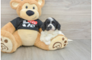 Happy Cavapoo Baby
