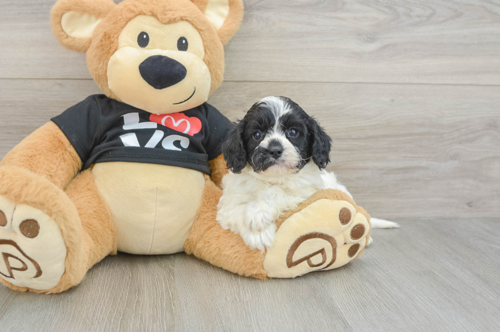 7 week old Cavapoo Puppy For Sale - Pilesgrove Pups