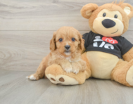 9 week old Cavapoo Puppy For Sale - Pilesgrove Pups