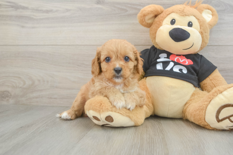 7 week old Cavapoo Puppy For Sale - Pilesgrove Pups