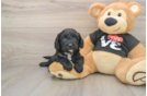 Cavapoo Puppy for Adoption