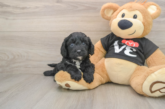 Cavapoo Puppy for Adoption