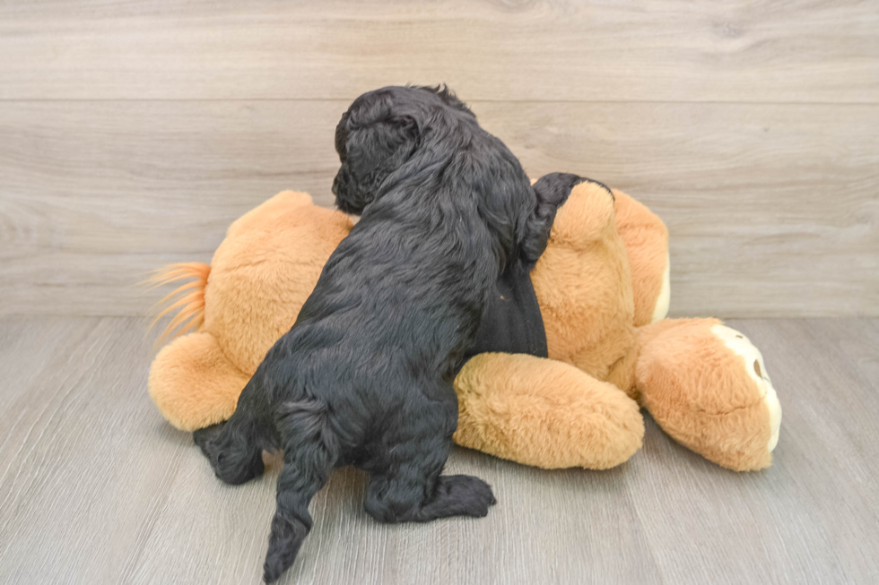 Cavapoo Pup Being Cute