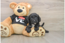 Cavapoo Puppy for Adoption
