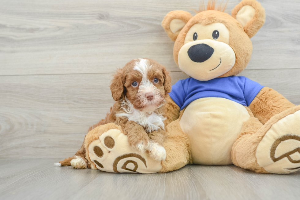 Energetic Cavoodle Poodle Mix Puppy