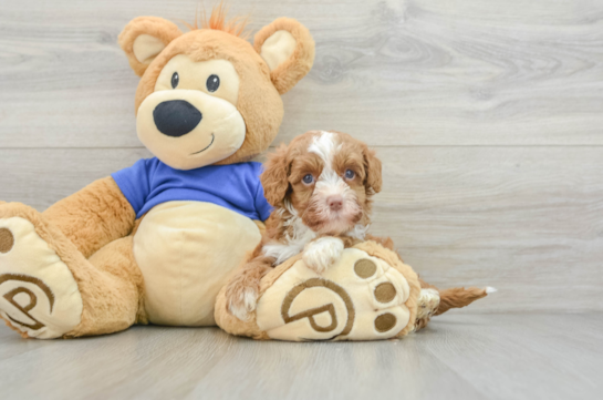 Cavapoo Pup Being Cute