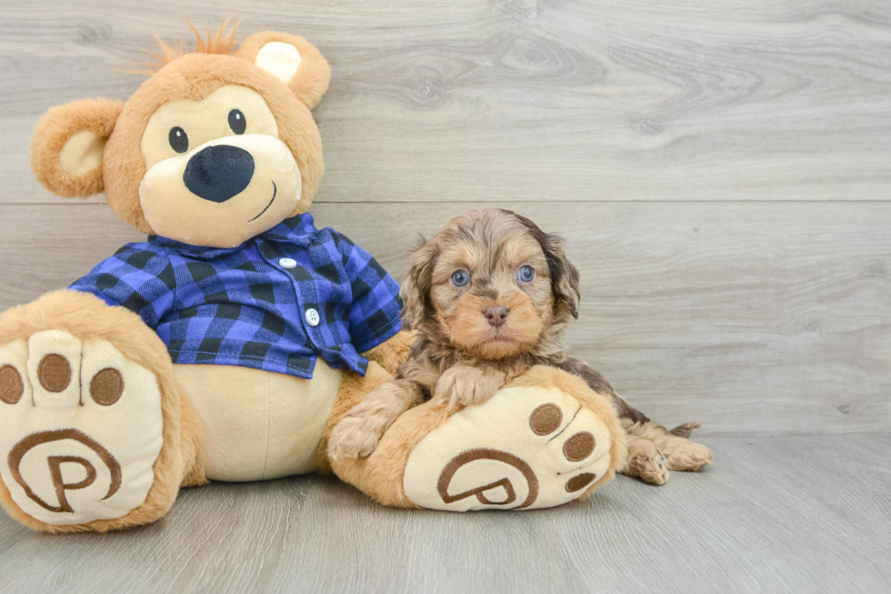 Playful Cavapoodle Poodle Mix Puppy