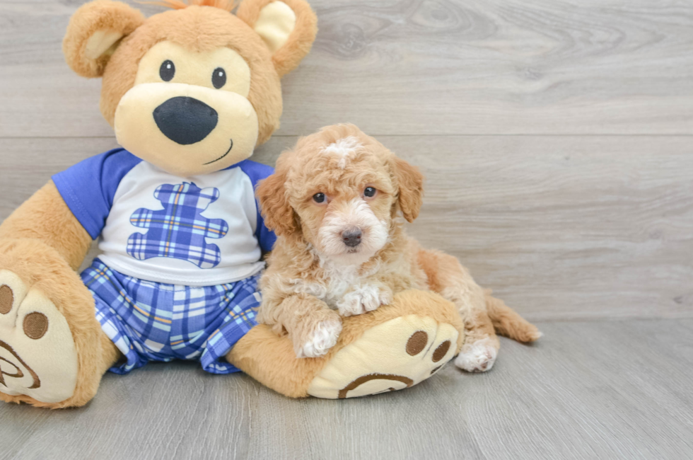 7 week old Cavapoo Puppy For Sale - Pilesgrove Pups