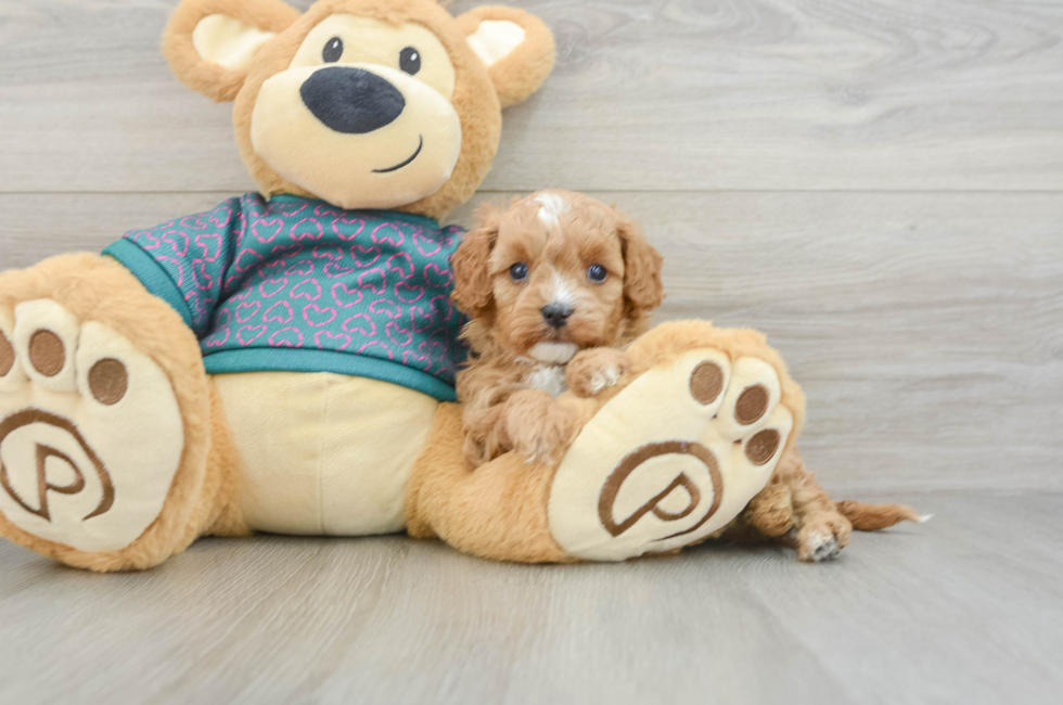 6 week old Cavapoo Puppy For Sale - Pilesgrove Pups