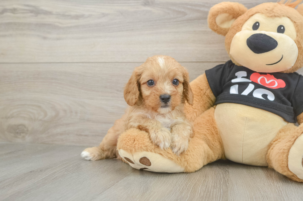 7 week old Cavapoo Puppy For Sale - Pilesgrove Pups
