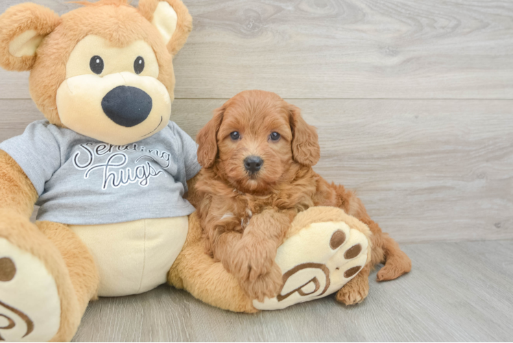 Cavapoo Pup Being Cute