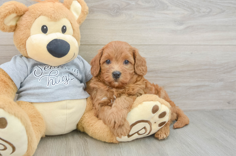6 week old Cavapoo Puppy For Sale - Pilesgrove Pups