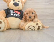 8 week old Cavapoo Puppy For Sale - Pilesgrove Pups
