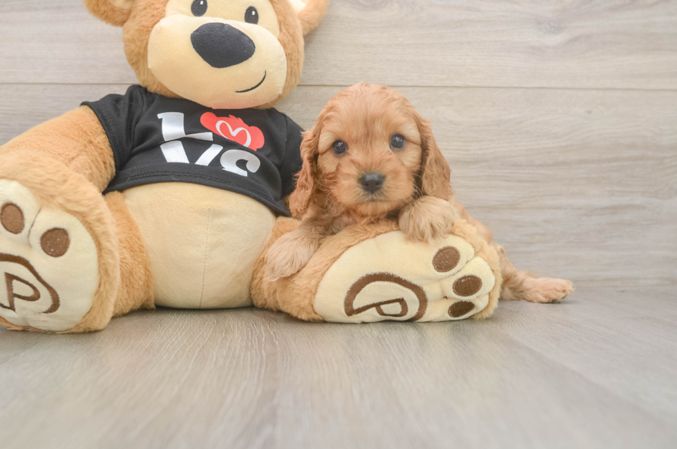 6 week old Cavapoo Puppy For Sale - Pilesgrove Pups
