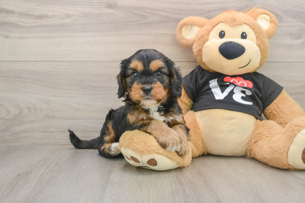 Cute Cavapoo Baby