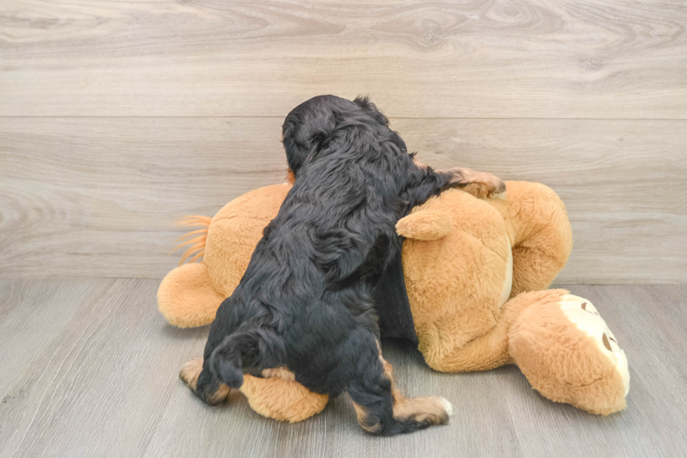 Energetic Cavoodle Poodle Mix Puppy