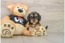 Fluffy Cavapoo Poodle Mix Pup