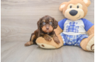 Cavapoo Puppy for Adoption