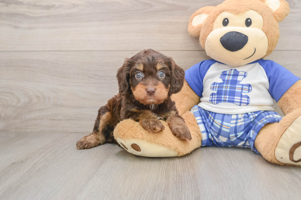 Cavapoo Puppy for Adoption