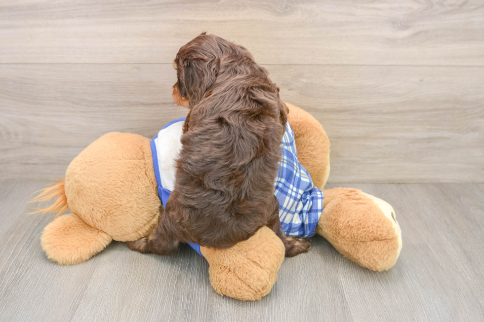 Cavapoo Pup Being Cute