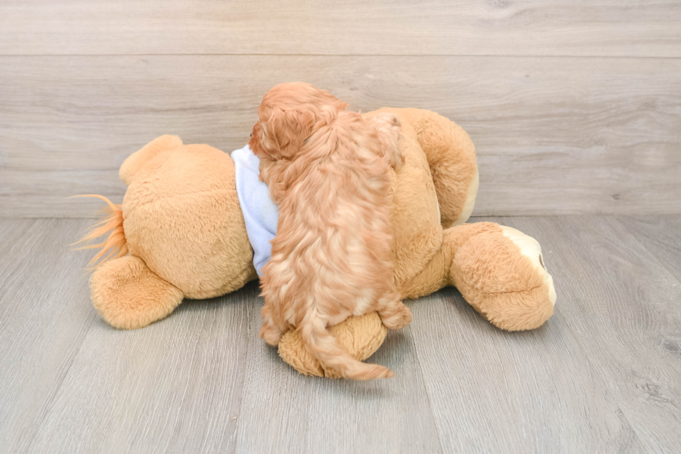 Cavapoo Puppy for Adoption