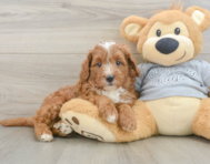 8 week old Cavapoo Puppy For Sale - Pilesgrove Pups