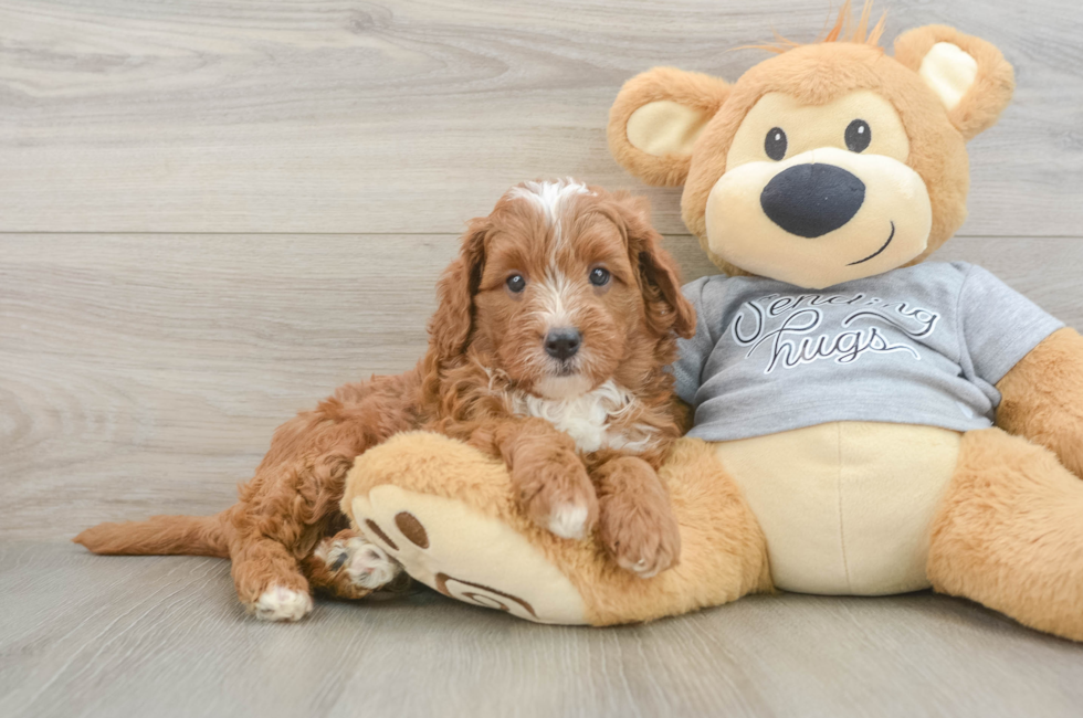 6 week old Cavapoo Puppy For Sale - Pilesgrove Pups